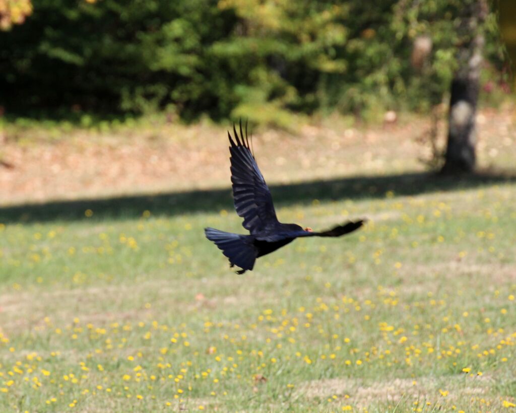 Carrion Crow