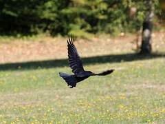 Carrion Crow