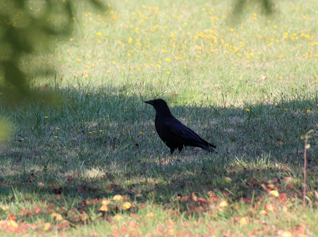 Carrion Crow