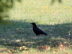 Carrion Crow