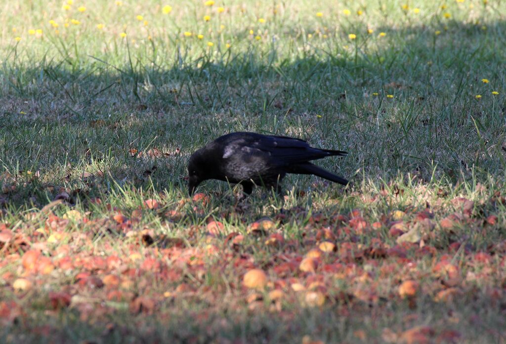 Carrion Crow