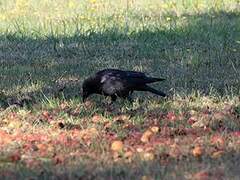 Carrion Crow