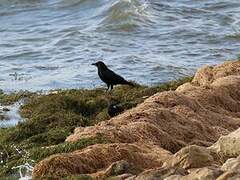 Carrion Crow