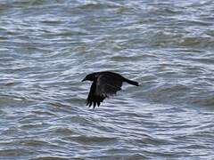 Carrion Crow