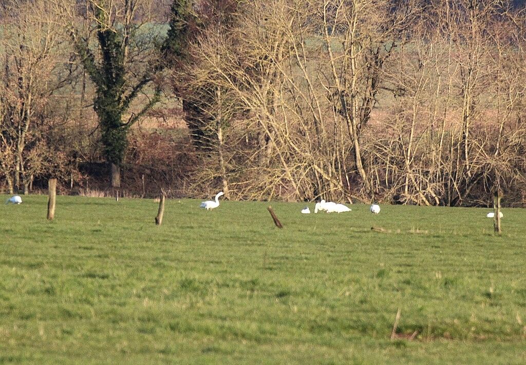 Mute Swan