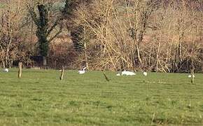 Cygne tuberculé