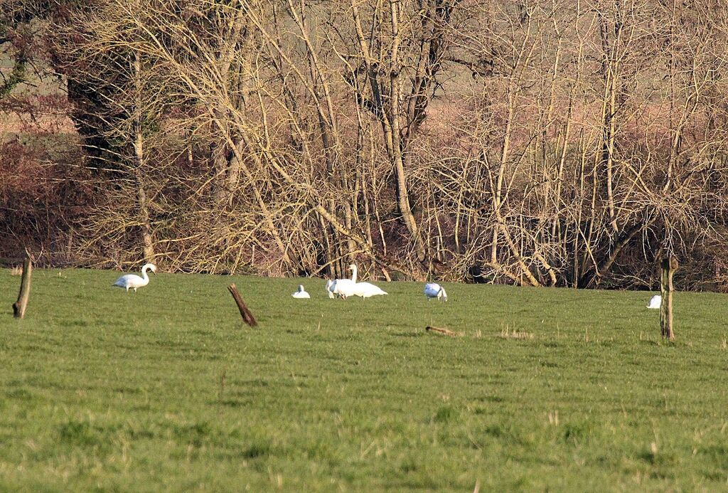 Cygne tuberculé