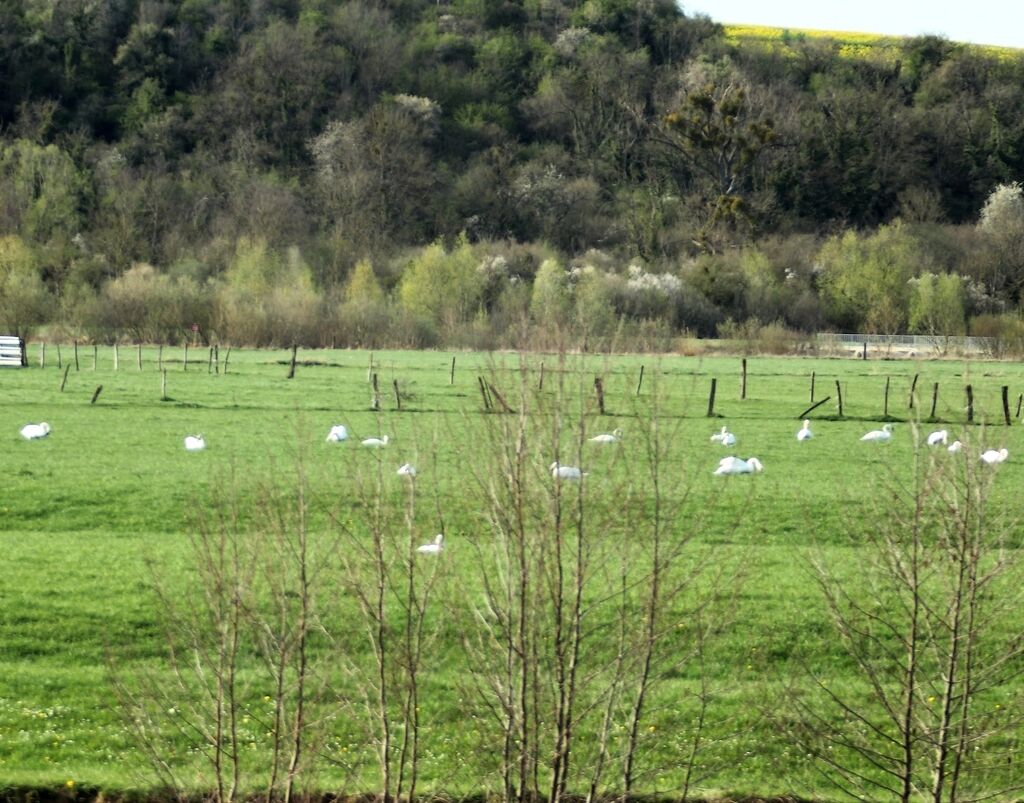 Cygne tuberculé