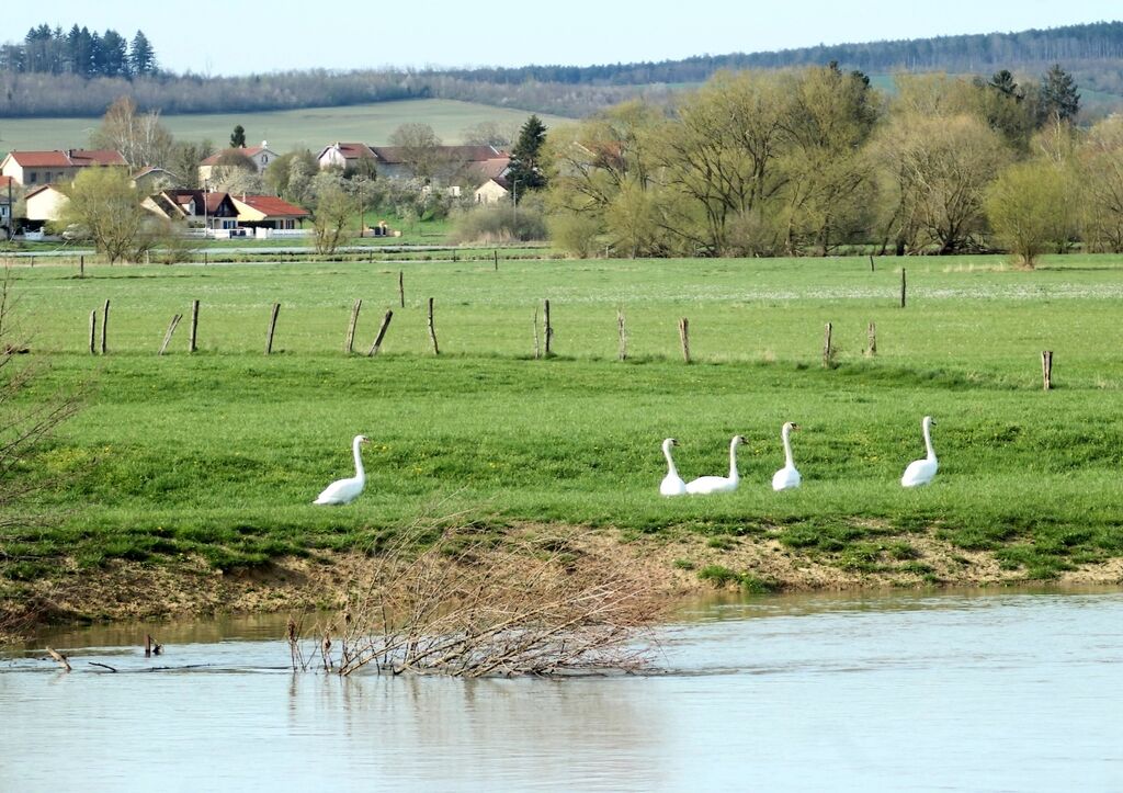 Cygne tuberculé