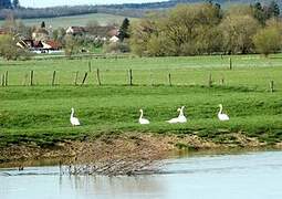 Cygne tuberculé