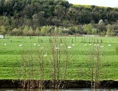 Cygne tuberculé