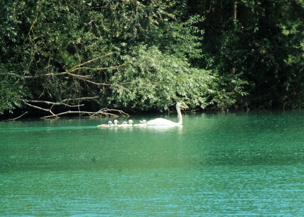 Cygne tuberculé