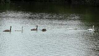 Mute Swan