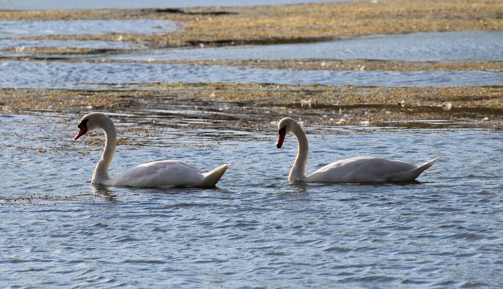 Cygne tuberculé