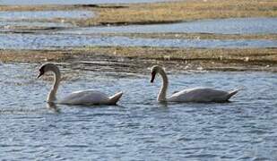 Cygne tuberculé