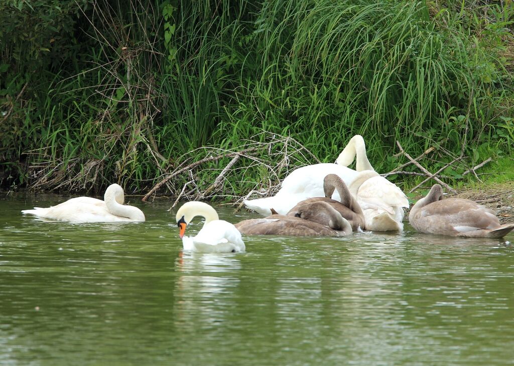 Mute Swan