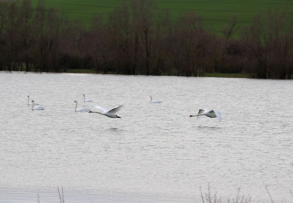 Cygne tuberculé