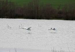 Mute Swan