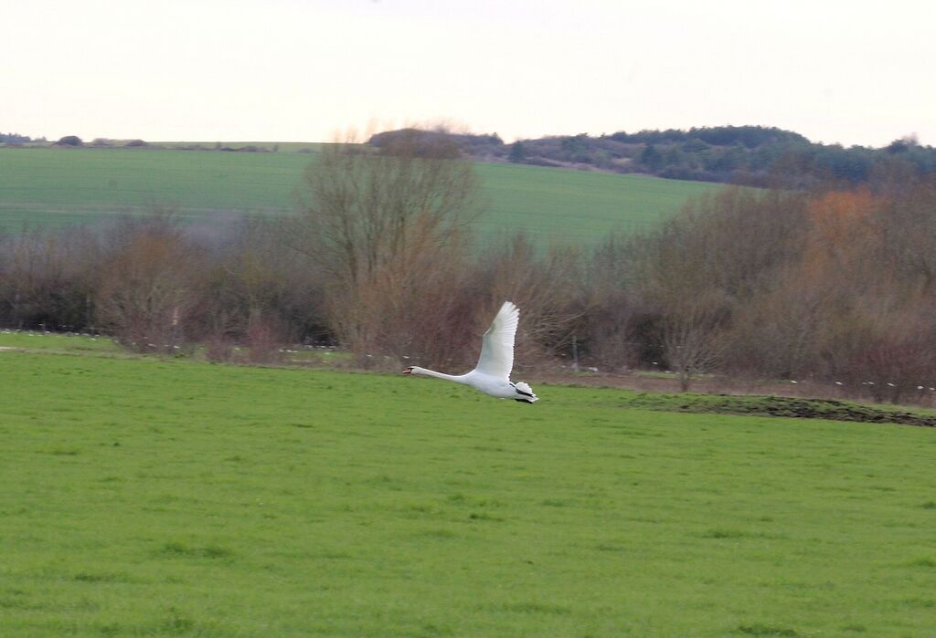 Cygne tuberculé