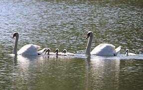 Mute Swan