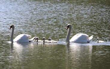 Cygne tuberculé