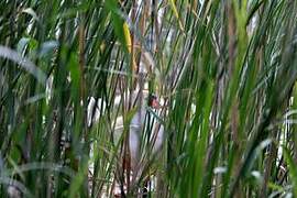 Mute Swan