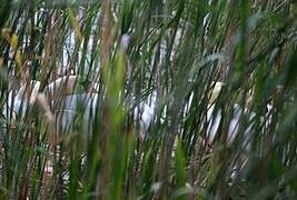 Mute Swan