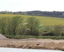 Mute Swan