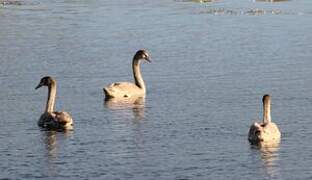 Cygne tuberculé