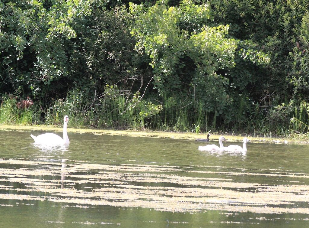 Mute Swan