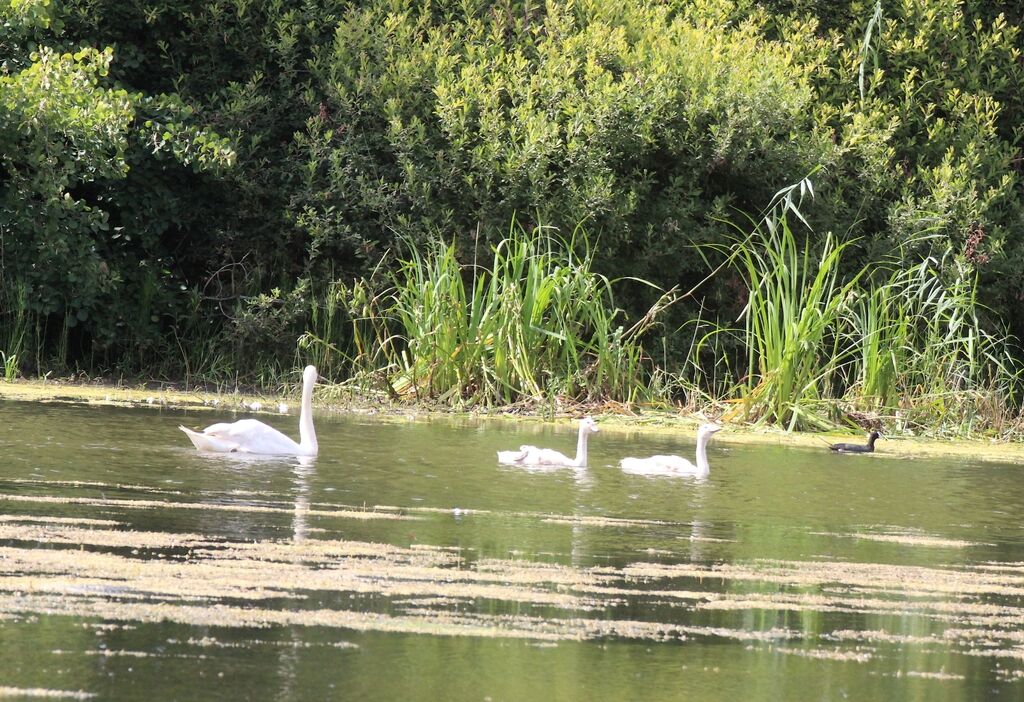 Mute Swan