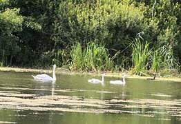 Mute Swan