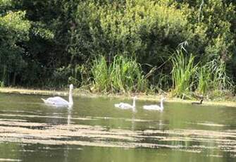 Cygne tuberculé