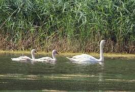 Mute Swan