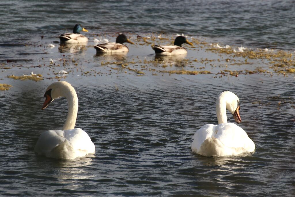 Cygne tuberculé