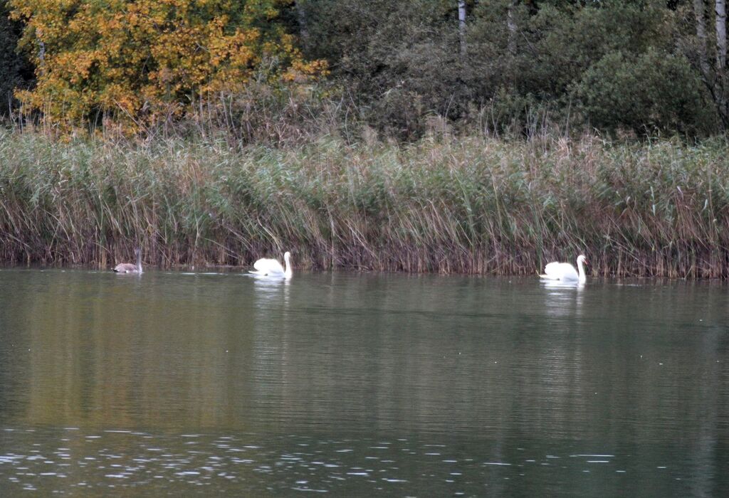 Cygne tuberculé