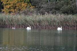 Cygne tuberculé