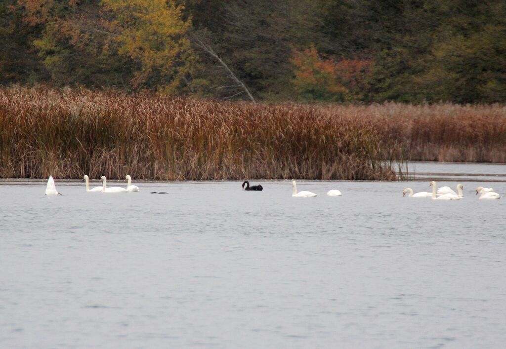 Cygne tuberculé