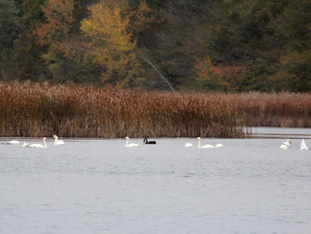 Mute Swan