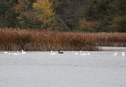 Cygne tuberculé