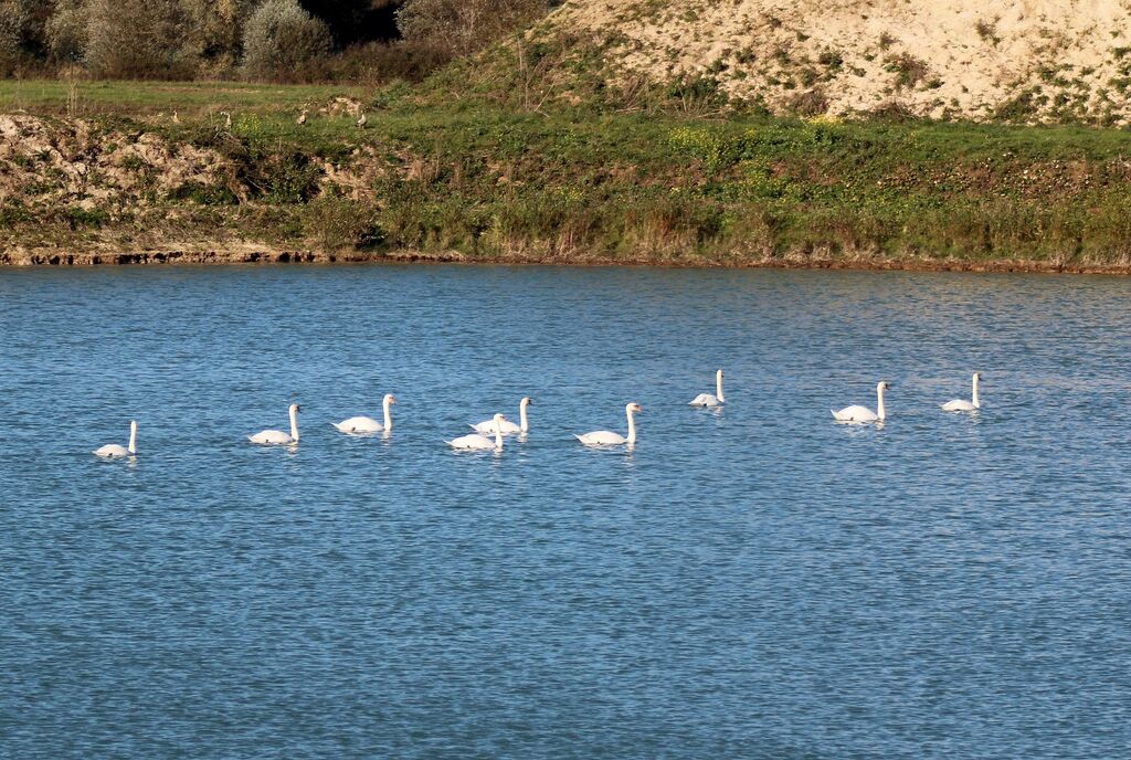 Cygne tuberculé