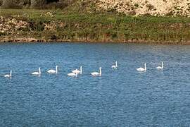 Cygne tuberculé