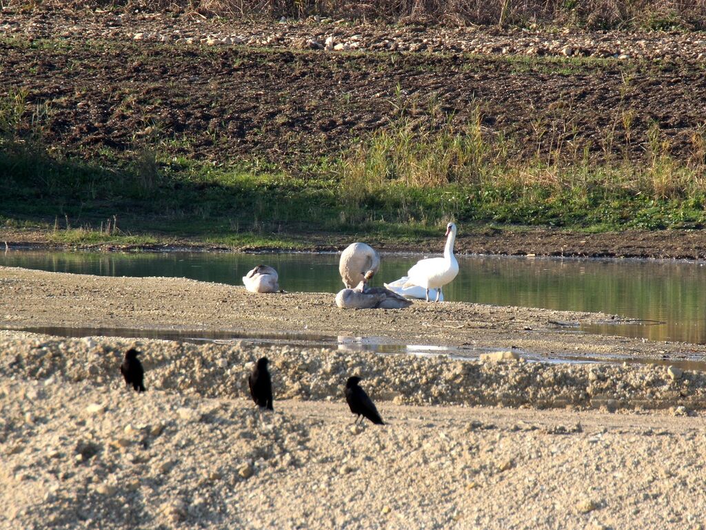 Cygne tuberculé