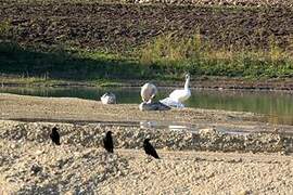 Mute Swan