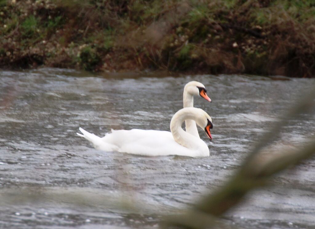 Mute Swan