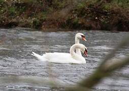 Cygne tuberculé