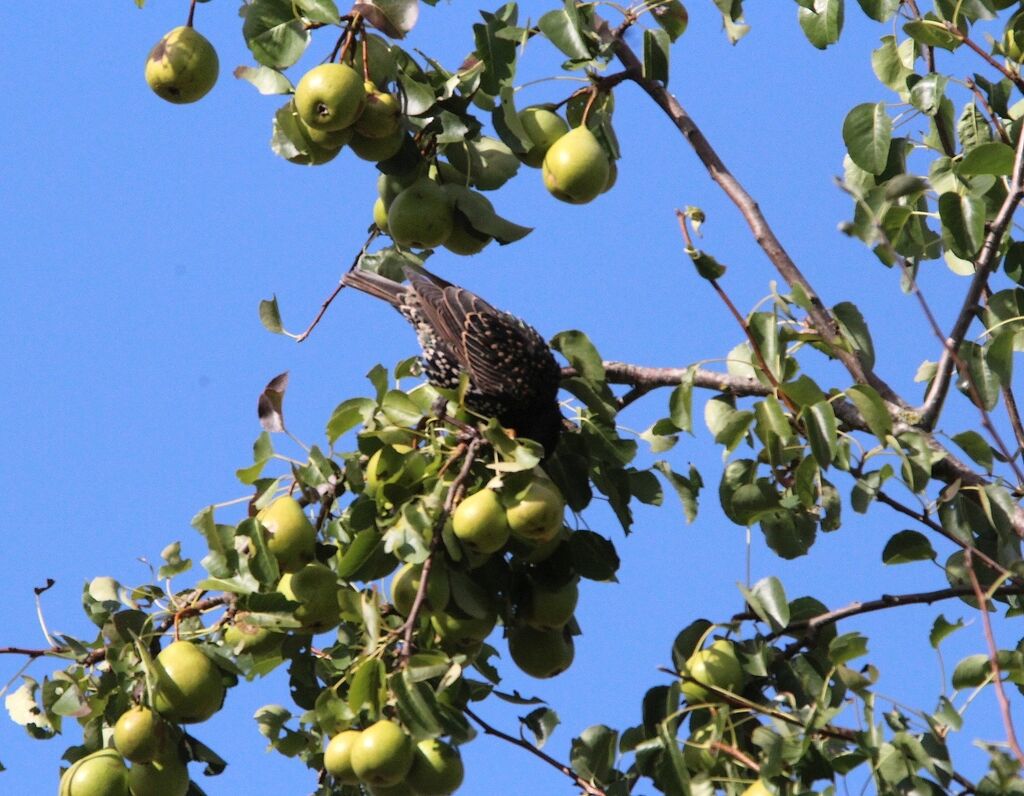 Common Starling