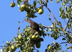 Common Starling