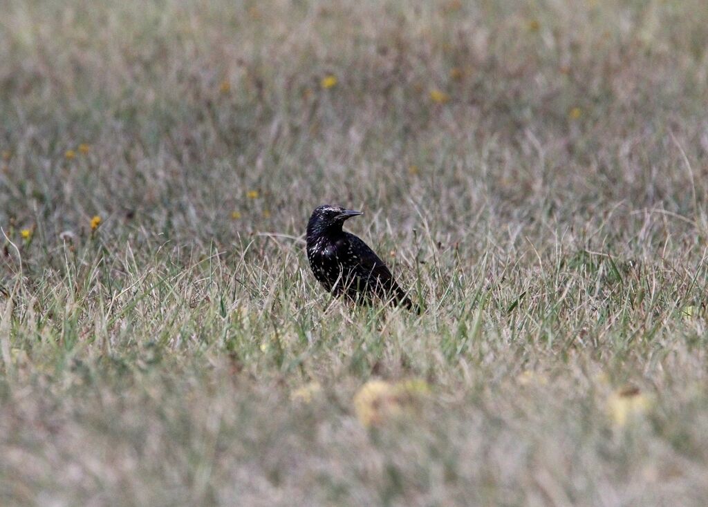 Common Starling