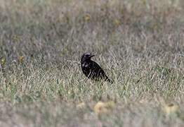 Common Starling